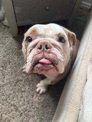 Found/Stray Female Dog last seen Shawii pass, Liberty Hill, TX 78642