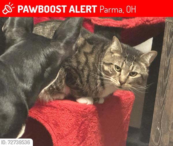 Lost Male Cat last seen Near the Dominos on snow rd, Parma, OH 44129