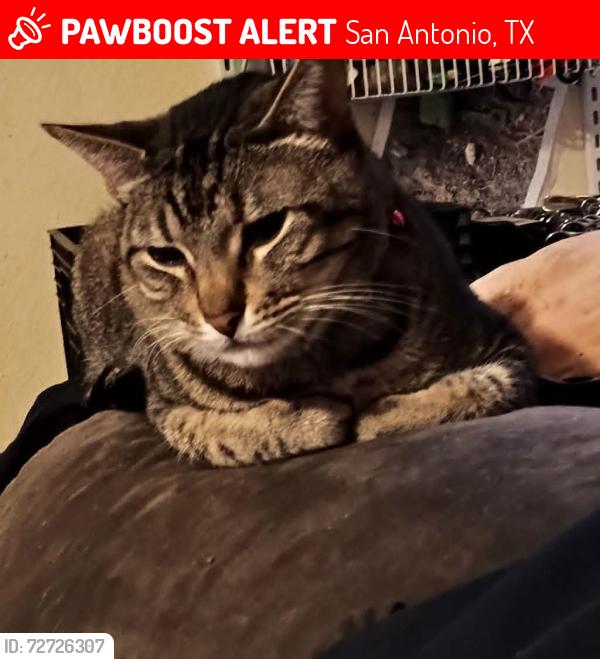 Lost Male Cat last seen Sw 40 st , San Antonio, TX 78207
