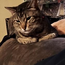 Lost Male Cat last seen Sw 40 st , San Antonio, TX 78207