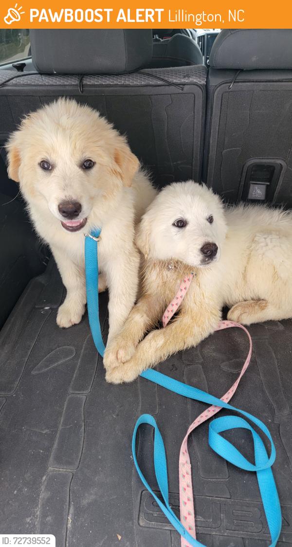 Found/Stray Female Dog last seen Old hwy 421, Lillington, NC 27546