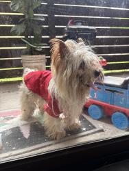 Found/Stray Male Dog last seen Fondren Road and W Airport Blvd, Houston, TX 77035