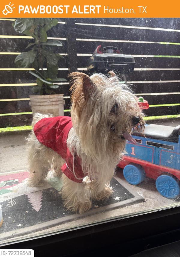 Found/Stray Male Dog last seen Fondren Road and W Airport Blvd, Houston, TX 77035