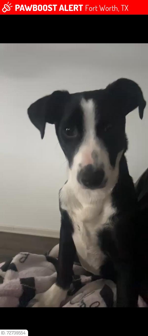Lost Male Dog last seen Marine Creek , Fort Worth, TX 76106