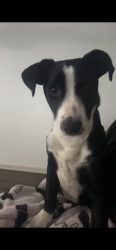 Lost Male Dog last seen Marine Creek , Fort Worth, TX 76106