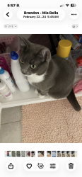 Lost Female Cat last seen PebbleGlen, Estero, FL 33928