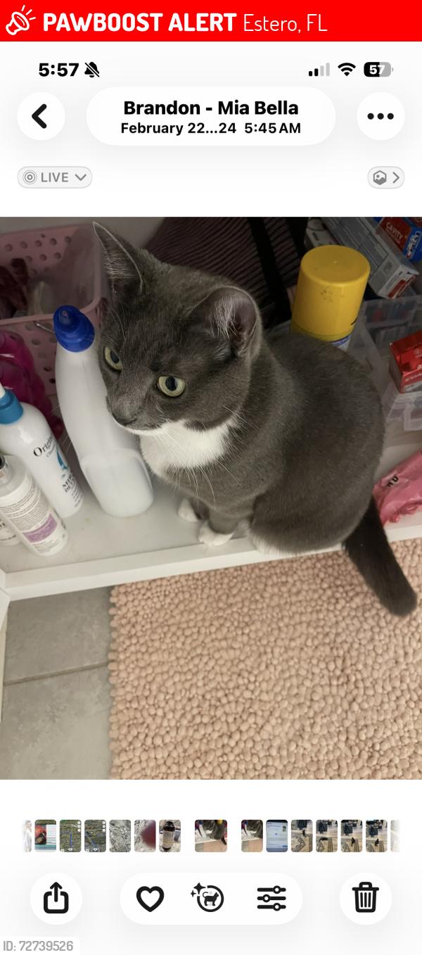 Lost Female Cat last seen PebbleGlen, Estero, FL 33928