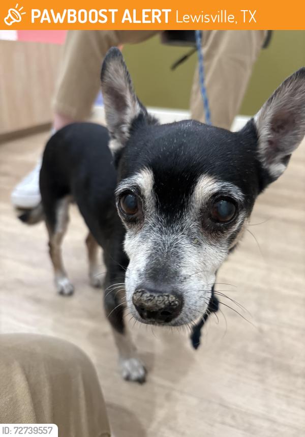 Found/Stray Male Dog last seen Glenhill Ln and Garden Ridge Blvd, Lewisville, TX 75077