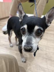 Found/Stray Male Dog last seen Glenhill Ln and Garden Ridge Blvd, Lewisville, TX 75077