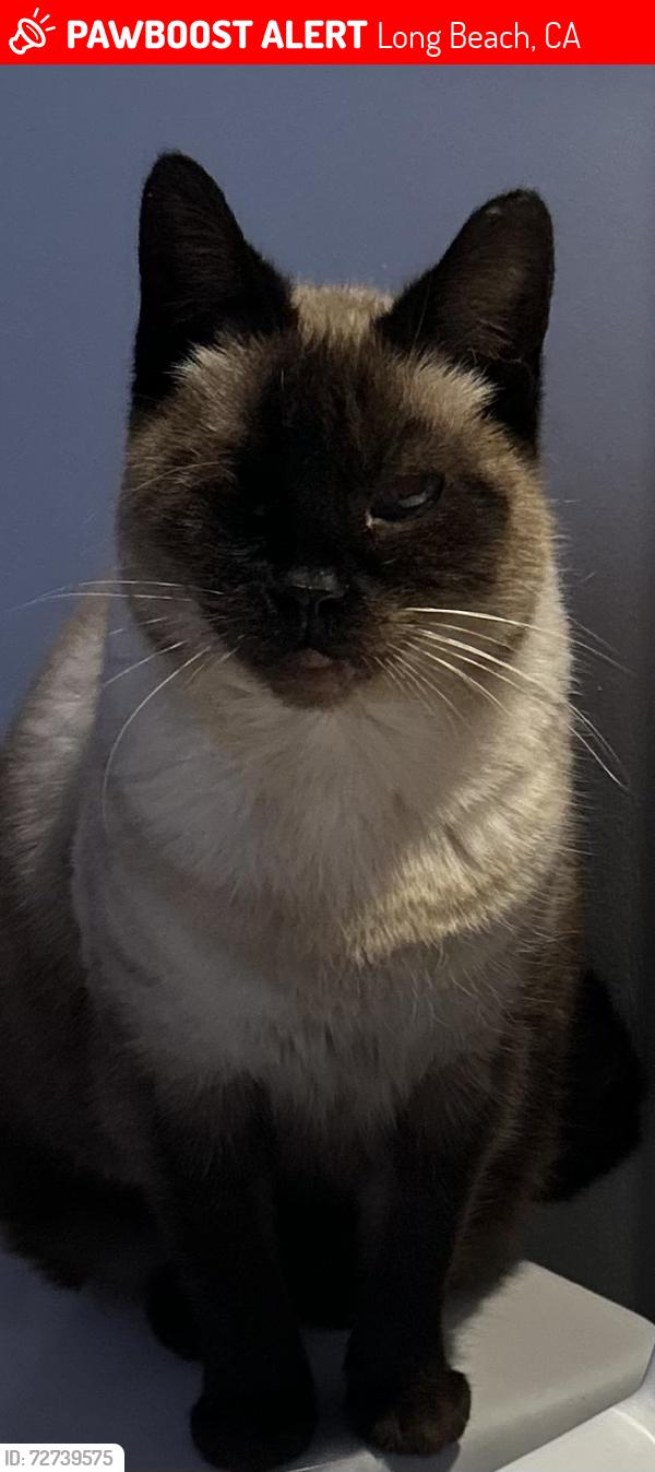 Lost Female Cat last seen Colorado and Third, Long Beach, CA 90814