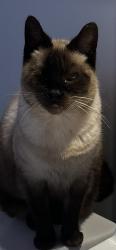 Lost Female Cat last seen Colorado and Third, Long Beach, CA 90814