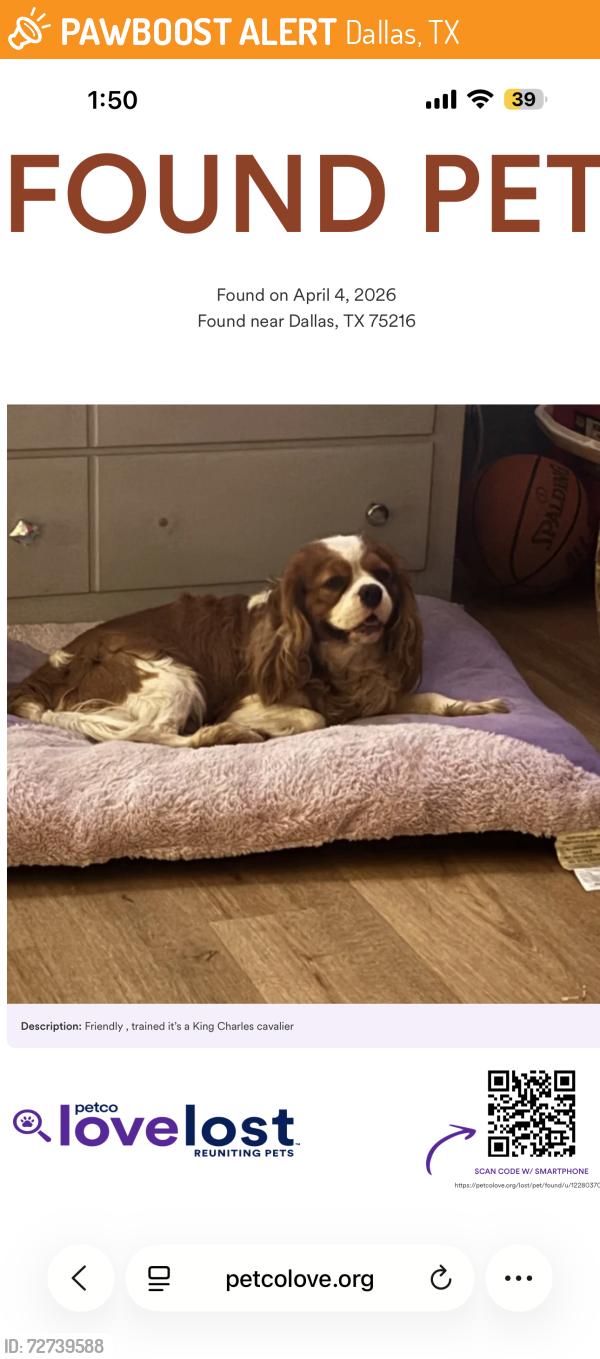 Found/Stray Male Dog last seen Loop 12, Dallas, TX 75216