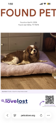 Found/Stray Male Dog last seen Loop 12, Dallas, TX 75216