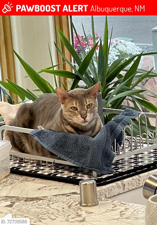 Lost Female Cat last seen Paseo and uncer, Albuquerque, NM 87120