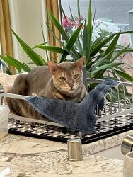 Lost Female Cat last seen Paseo and uncer, Albuquerque, NM 87120