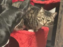 Lost Male Cat last seen Near the dominos on snow Rd , Parma, OH 44129
