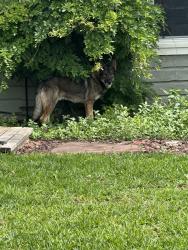 Found/Stray Unknown Dog last seen Fairmount Neighborhood, Fort Worth, TX 76102