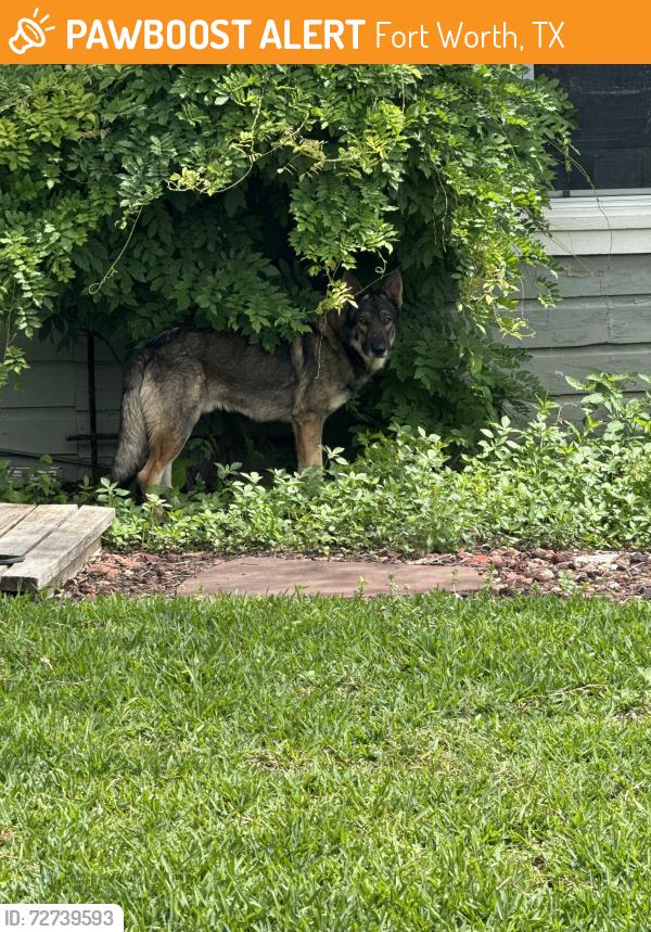 Found/Stray Unknown Dog last seen Fairmount Neighborhood, Fort Worth, TX 76102