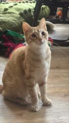 Lost Female Cat last seen Rivas mini mart , York, PA 17401