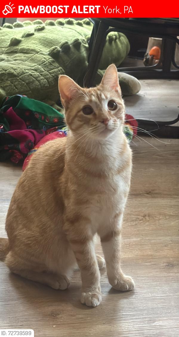Lost Female Cat last seen Rivas mini mart , York, PA 17401
