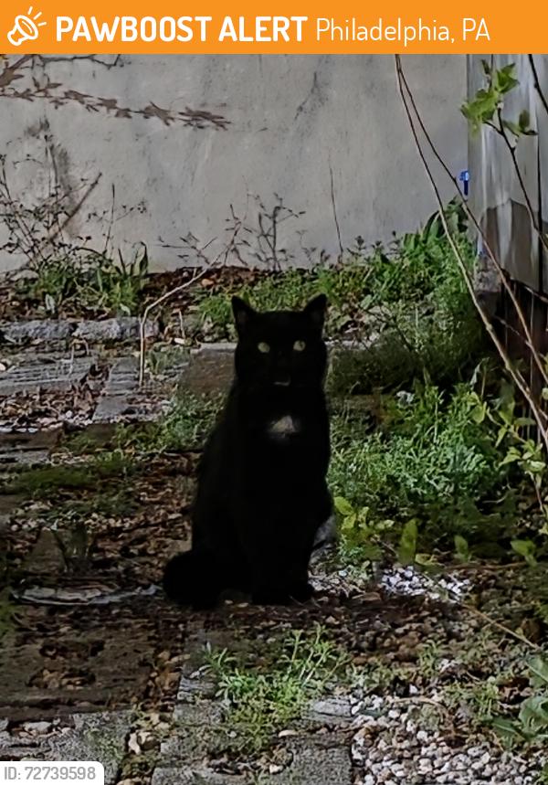 Found/Stray Unknown Cat last seen Jerry's Bar, Philadelphia, PA 19123
