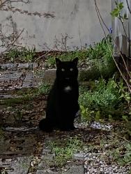 Found/Stray Unknown Cat last seen Jerry's Bar, Philadelphia, PA 19123