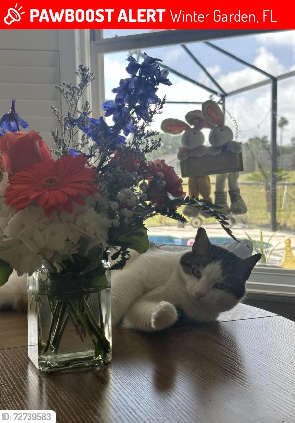 Lost Male Cat last seen Stoneybrook neighborhood, Winter Garden, FL 34787