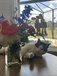 Lost Male Cat last seen Stoneybrook neighborhood, Winter Garden, FL 34787