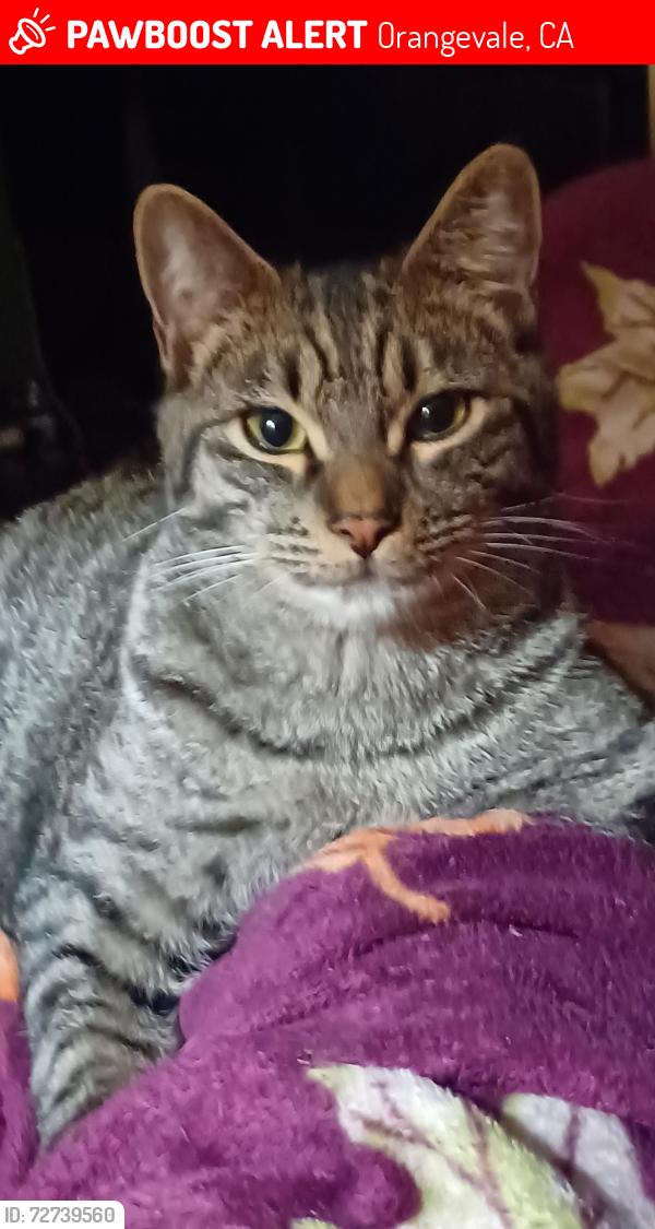 Lost Male Cat last seen Walnut and Chestnut, Orangevale, CA 95662