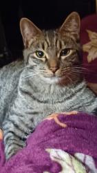Lost Male Cat last seen Walnut and Chestnut, Orangevale, CA 95662