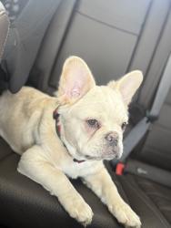 Lost Male Dog last seen W 146TH ST, Cleveland, OH 44135