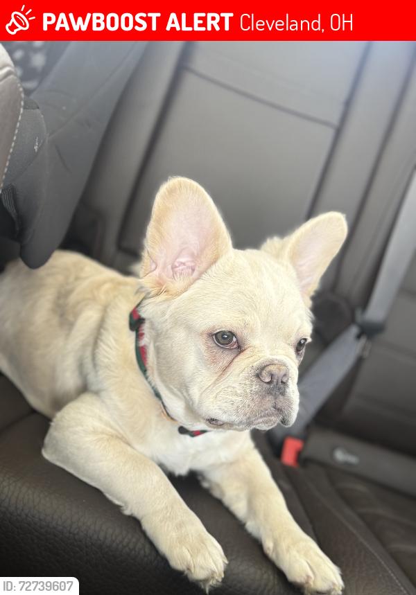 Lost Male Dog last seen W 146TH ST, Cleveland, OH 44135