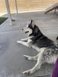 Found/Stray Male Dog last seen Philadelphia , Fontana, CA 92337