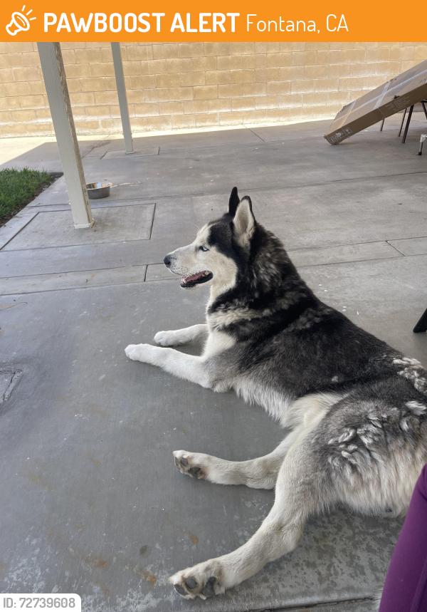 Found/Stray Male Dog last seen Philadelphia , Fontana, CA 92337