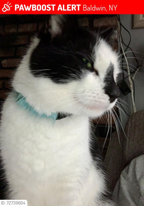 Lost Male Cat last seen Milburn Ave. And Pacific St. , Baldwin, NY 11510