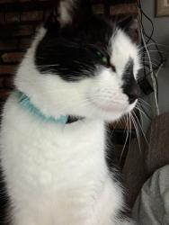Lost Male Cat last seen Milburn Ave. And Pacific St. , Baldwin, NY 11510