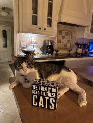 Lost Male Cat last seen Near Hambleton circle , Houston, TX 77069