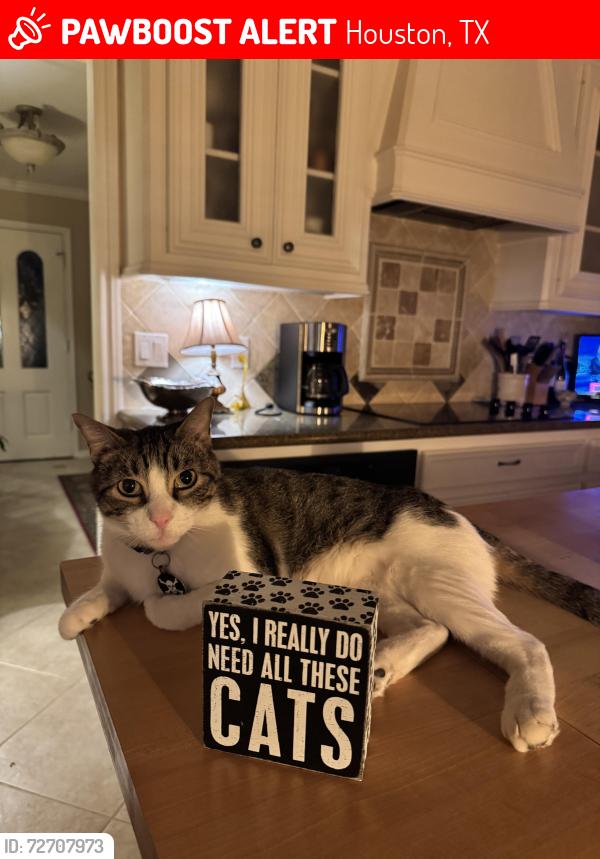 Lost Male Cat last seen Near Hambleton circle , Houston, TX 77069