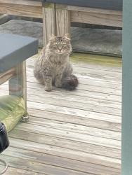 Found/Stray Unknown Cat last seen Winford Avenue , Fairfield Township, OH 45011