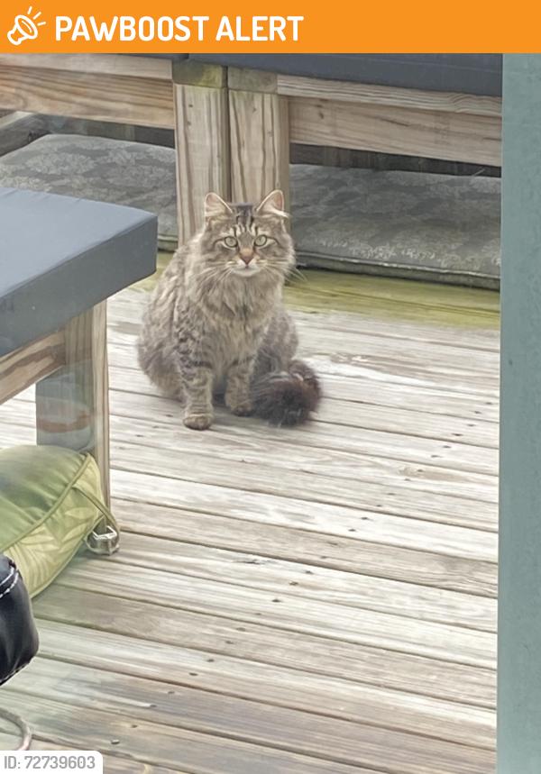 Found/Stray Unknown Cat last seen Winford Avenue , Fairfield Township, OH 45011