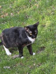 Lost Female Cat last seen by the bushes near my hse, Oxfordshire, England OX12 9TZ