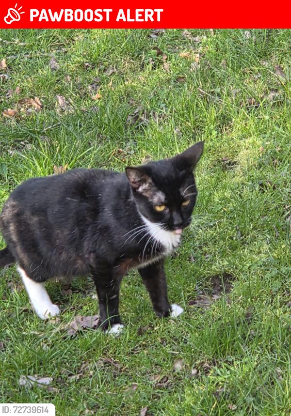Lost Female Cat last seen by the bushes near my hse, Oxfordshire, England OX12 9TZ