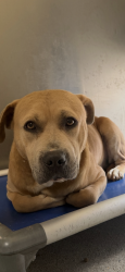 Lost Male Dog last seen Near Santa Monica Blvd, West Hollywood, CA 90046, Los Angeles, CA 90046