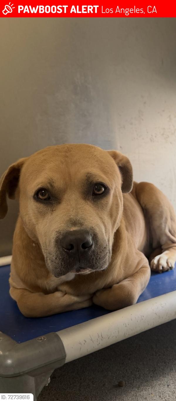 Lost Male Dog last seen Near Santa Monica Blvd, West Hollywood, CA 90046, Los Angeles, CA 90046