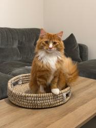 Lost Male Cat last seen Southwater, Southwater, England RH13 9GS