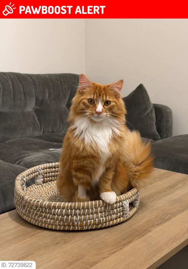 Lost Male Cat last seen Southwater, Southwater, England RH13 9GS