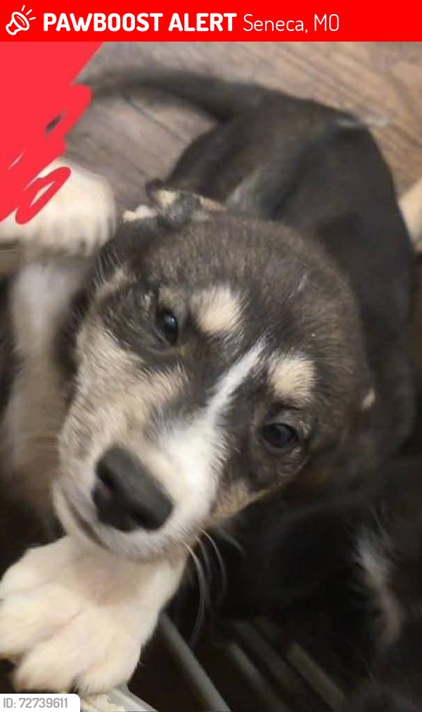 Lost Female Dog last seen Havallah Lane, Seneca, MO 64865