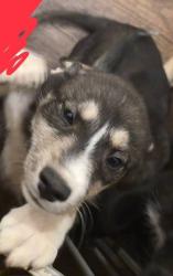 Lost Female Dog last seen Havallah Lane, Seneca, MO 64865
