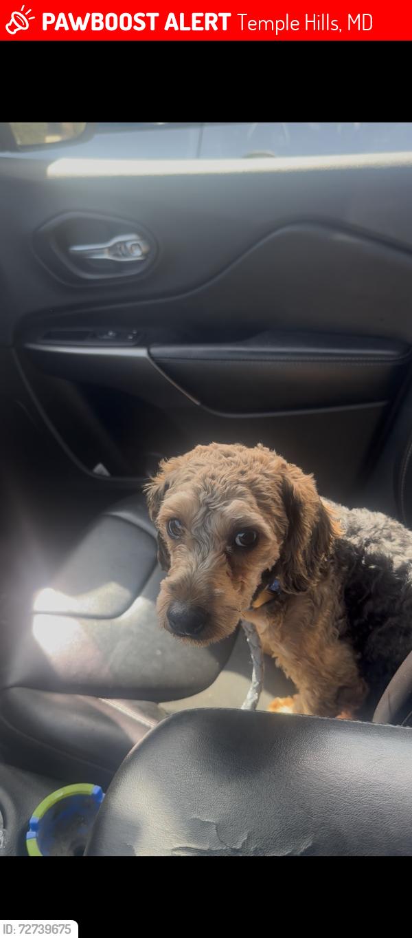 Lost Male Dog last seen Near iverson mall , Temple Hills, MD 20748