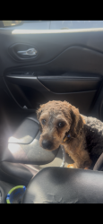 Lost Male Dog last seen Near iverson mall , Temple Hills, MD 20748